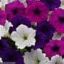Petunia – Easy Wave Great Lake Mix – 10″ Hanging Basket